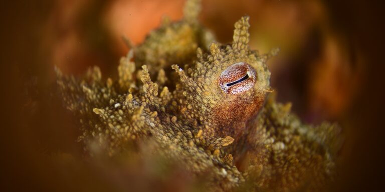 Un octopus camouflé parmi les coraux colorés du monde sous-marin fascinant.