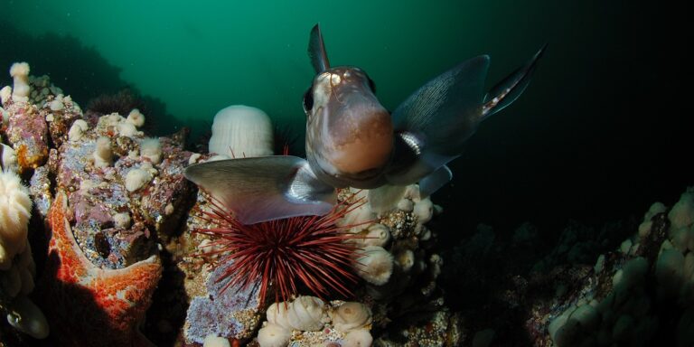 Poisson vivant dans un habitat marin riche en coraux et oursins. Exploration sous-marine fascinante.