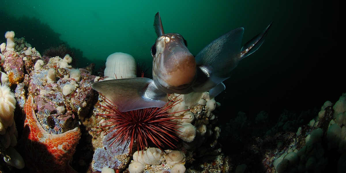Poisson vivant dans un habitat marin riche en coraux et oursins. Exploration sous-marine fascinante.