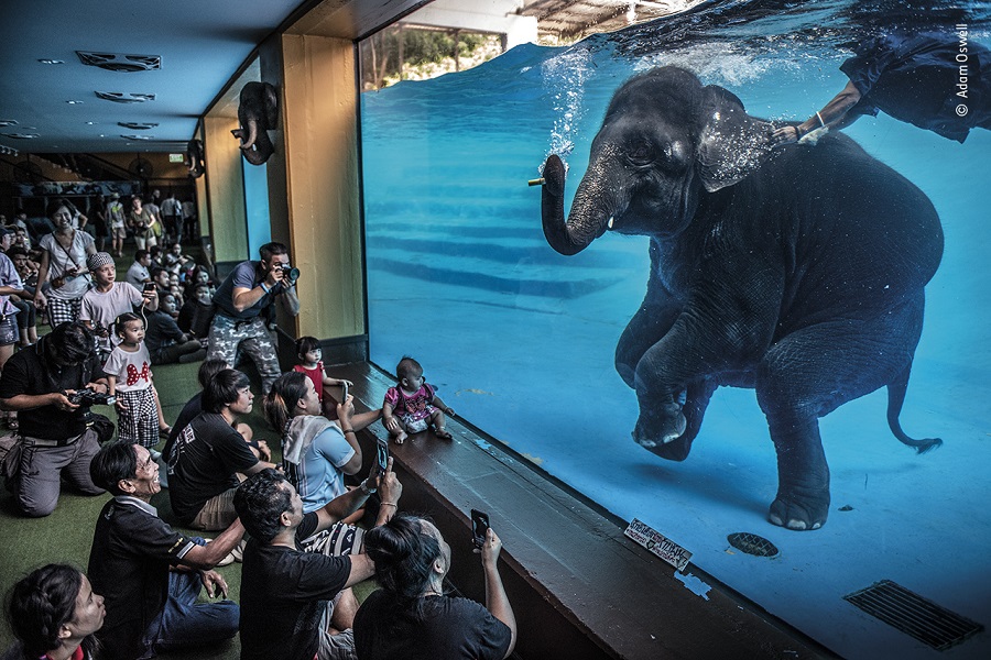 Prix photojournaliste. © Adam Oswell, Wildlife Photographer of the Year