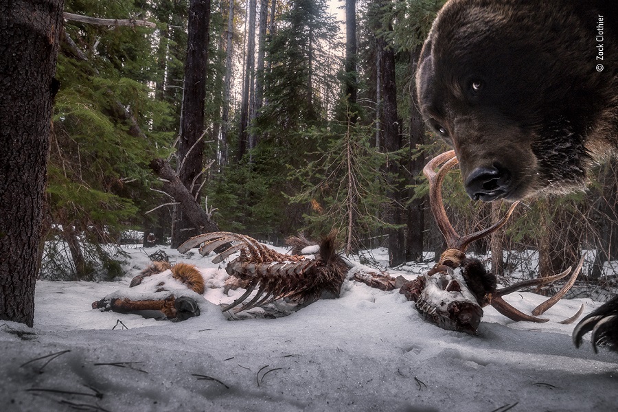 Prix "Animaux dans leur environnement". ©-Zack Clothier, Wildlife Photographer of the Year