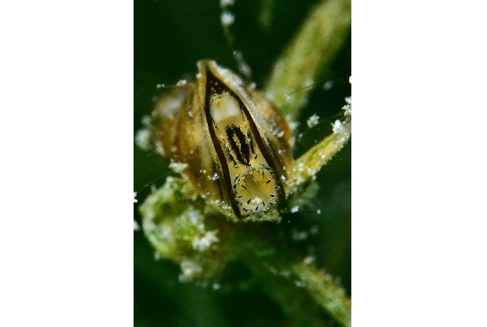 04 m1 dsc 7469 2 prix macro