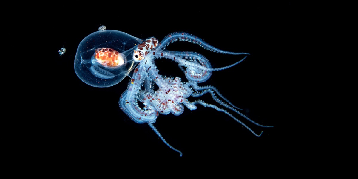 Octopusse translucide nageant dans les profondeurs marines, révélant la beauté du monde sous-marin.