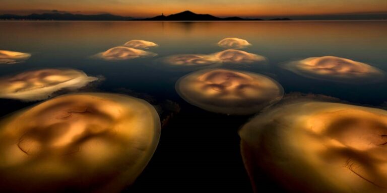 Méduses flottantes illuminées par le coucher de soleil dans un paysage marin apaisant.