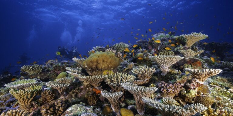 Récif corallien vibrant, habitat marin riche en biodiversité et poissons colorés.