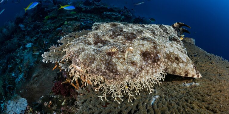 Poisson étrange sur un fond corallien vibrant, illustrant la diversité marine fascinante.