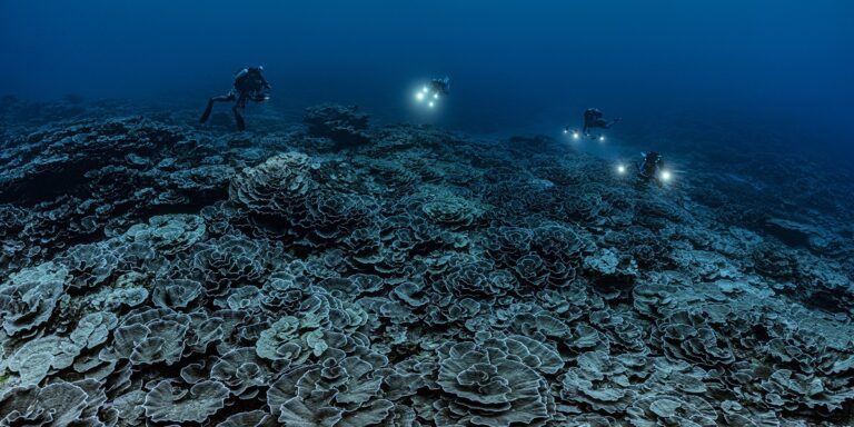 Plongée sous-marine explorant des coraux majestueux dans un océan bleu profond.