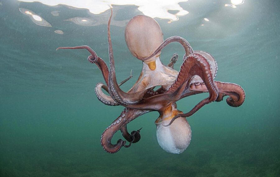 K6 06 Francisco Javier Murcia Requena Octopus Tango 900x570