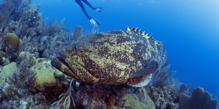 Poisson géant dans un écosystème marin riche en coraux et vie aquatique.