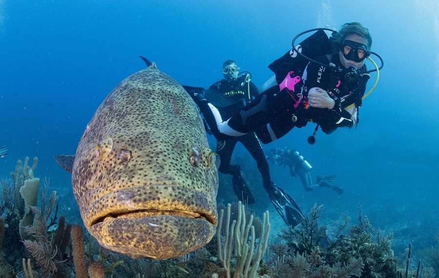 Nicolas Barraque Cuba Jardin De La Reine Decembre 2021 Merou Goliat Et Nicole Epinephelus Itajara Nic 0927 900x570