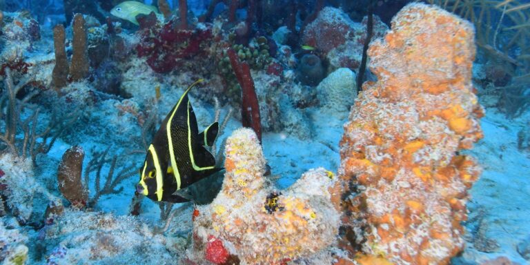 Poissons colorés évoluant parmi les coraux vibrants d'un écosystème marin riche.