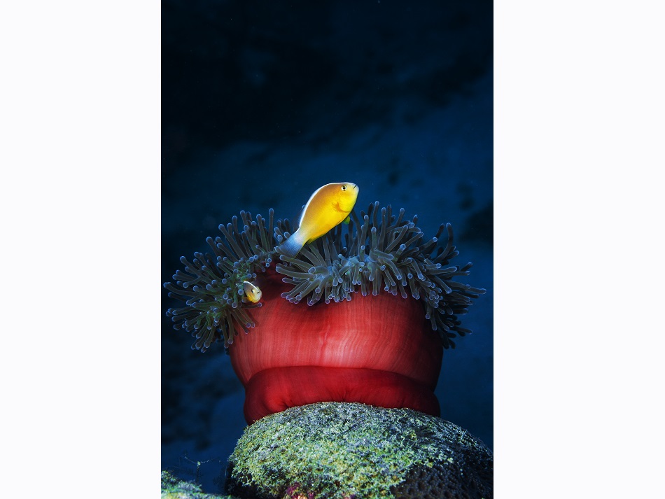 Les anémones rouges sont nombreuses dans la passe en S, ici avec des poissons-clowns. © Gaby Barathieu