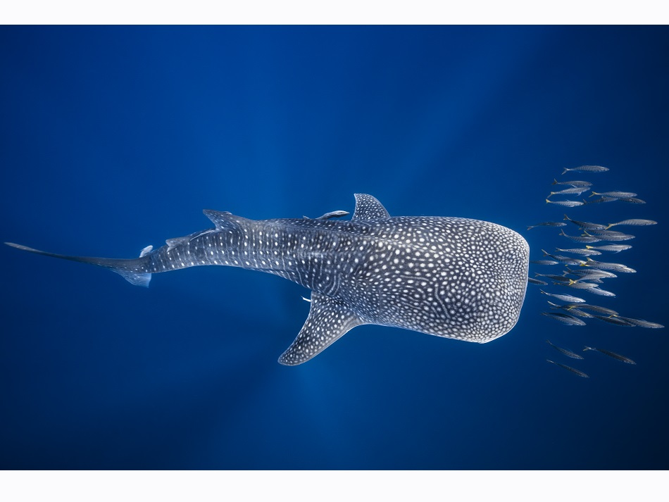 Un requin-baleine escorté par un banc de bonite. Les requins-baleines se réunissent en nombre pour filtrer l’eau dans les chasses de thon. © Gaby Barathieu