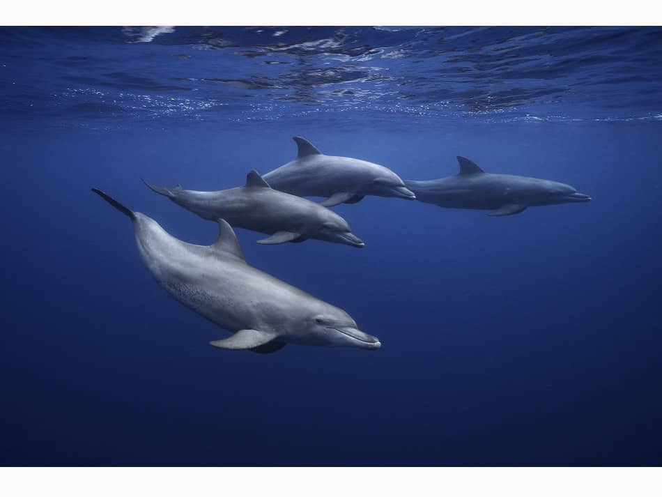  Rencontre avec un groupe de grands dauphins de l'océan Indien (Tursiops aduncus). © Gaby Barathieu