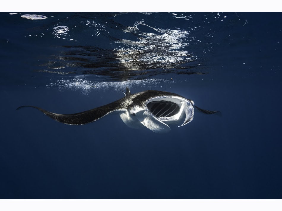 Une raie manta se nourrissant dans le lagon de Mayotte. Il est fréquent d’en rencontrer lors de la navigation pour rejoindre les spots de plongée. © Gaby Barathieu