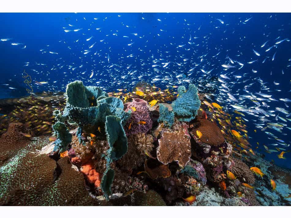 Une magnifique plongée haute en couleur, au sud du lagon de Mayotte. © Gaby Barathieu