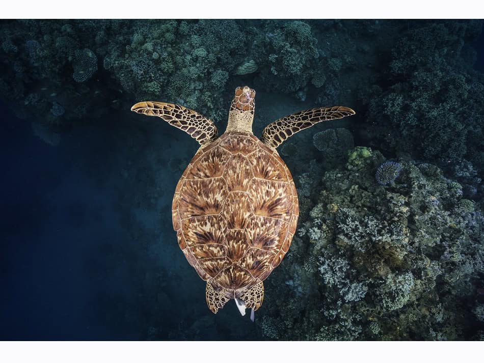 Une tortue imbriquée rencontrée sur la pente externe du lagon dans la passe Bouéni. Parmi les tortues marines, c’est l’espèce la plus menacée au monde. © Gaby Barathieu