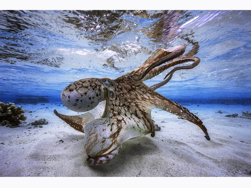 Un poulpe fait son « show » dans le lagon. © Gaby Barathieu