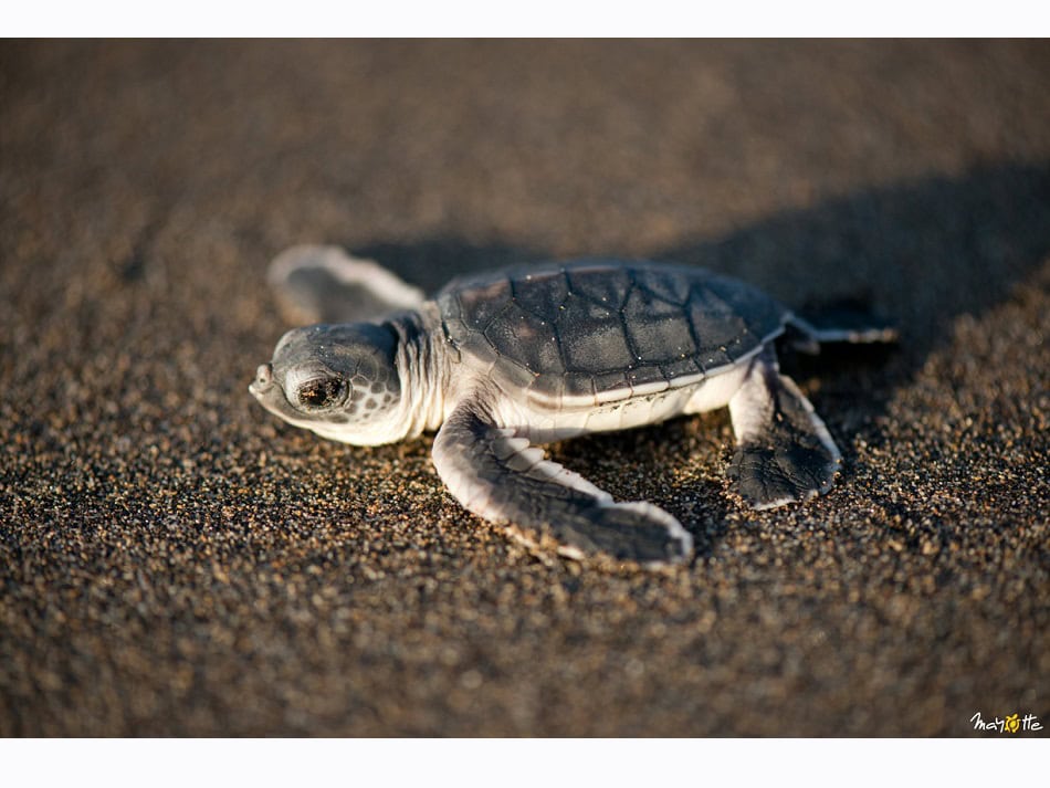 Il existe de nombreuses plages de ponte de tortues sur l'île. © CDTM