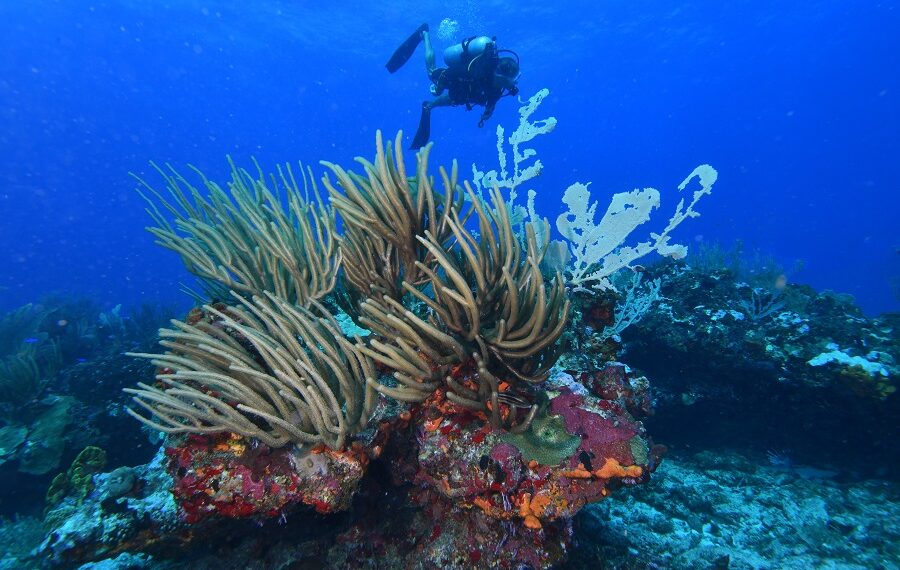 Nicolas Barraque 7guadeloupe Janvier 2021 Saint Francois Ambiance 1 900x570