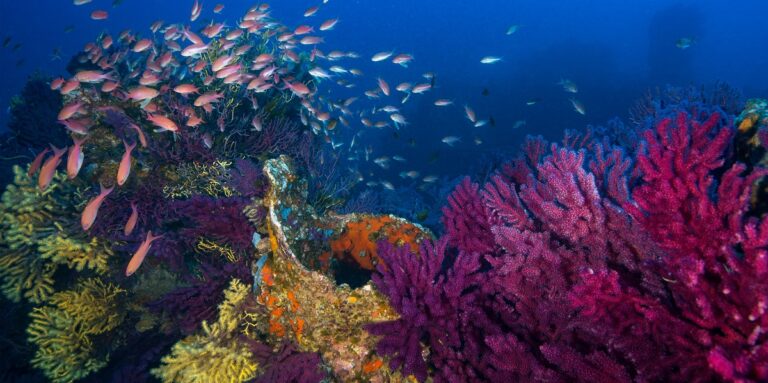 Écosystème marin vibrant avec coraux colorés et bancs de poissons tropicaux.