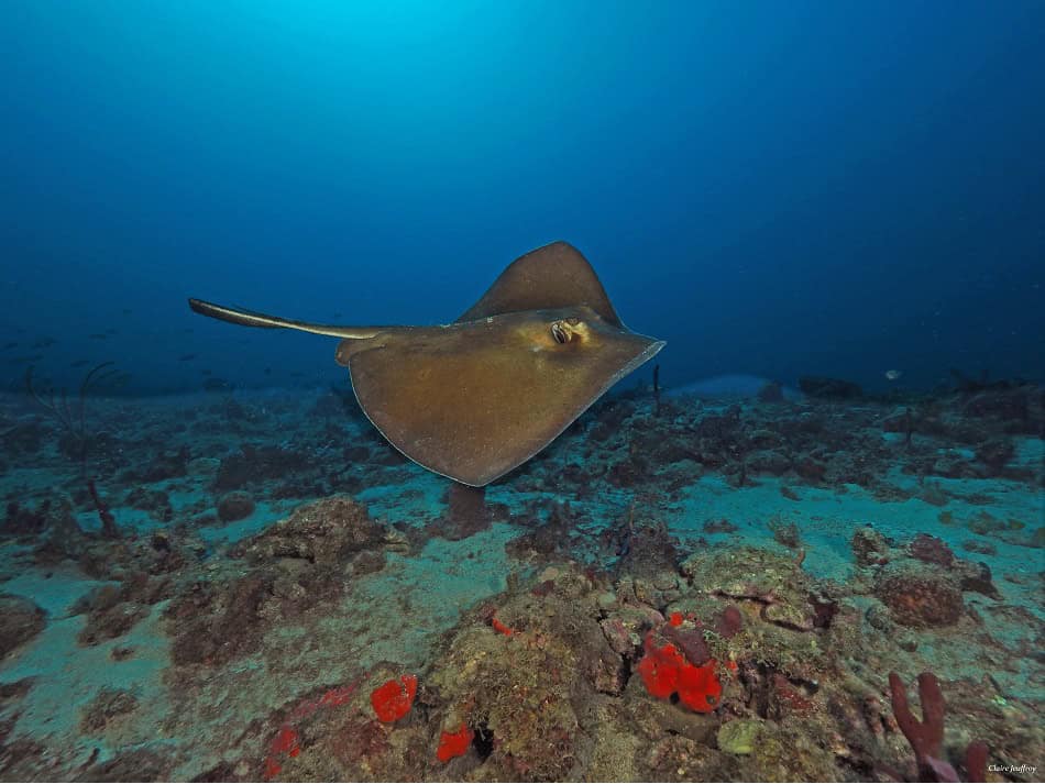 Guadeloupe Ilet Pigeaon Claire Jeuffroy