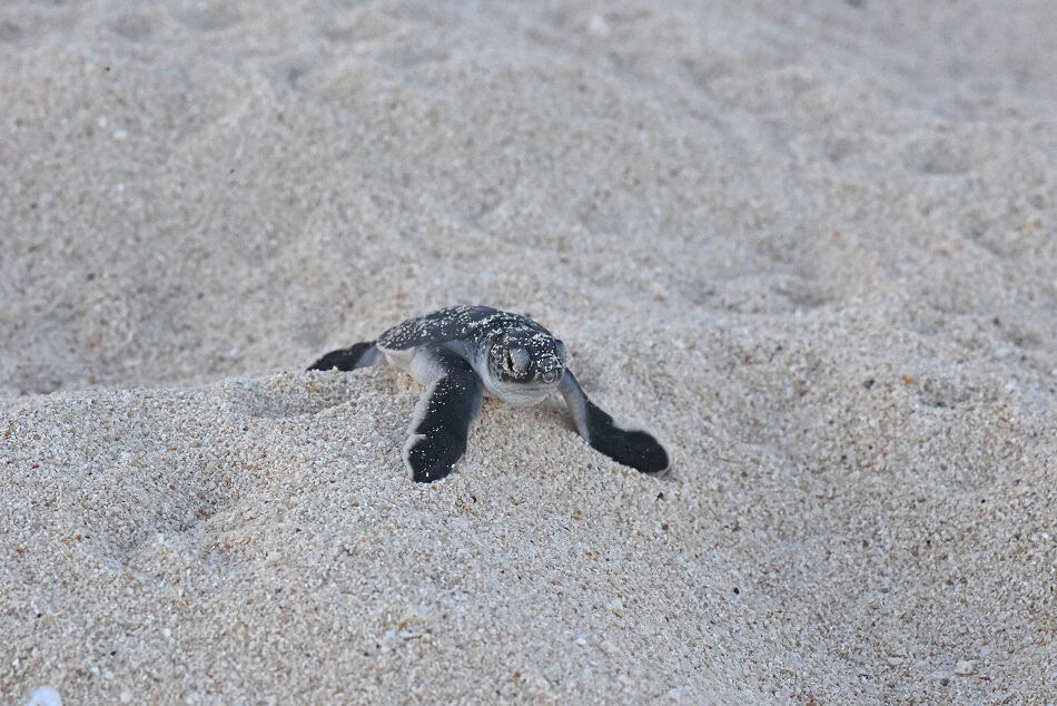 Tortue Guadeloupe Nicolas Barraqué(1)