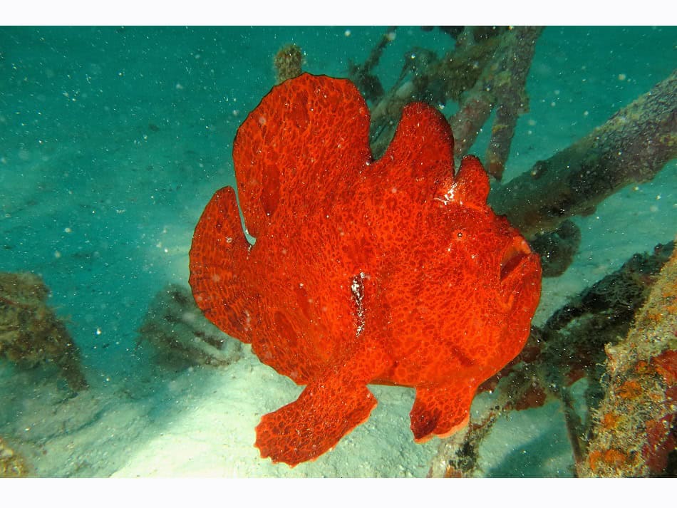 Le poisson-crapaud géant (Antennarius commerson) prend parfois des couleurs surprenantes. Celui-ci est posé sur une carcasse de vélo, dans le sud de l'atoll d'Ari. © Sandrine Leveugle-Souan