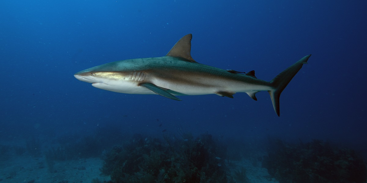Requin nageant dans un océan bleu, illustrant la beauté du monde sous-marin.