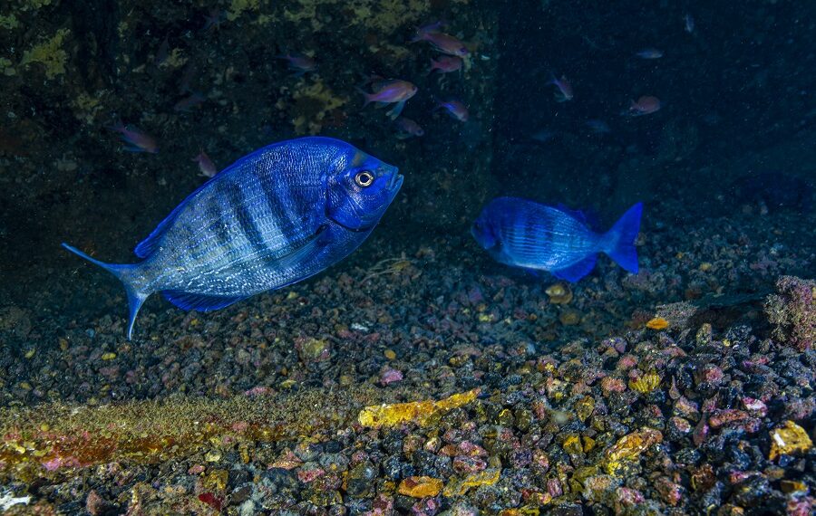 Dorade Grise, Spondyliosoma Cantharus