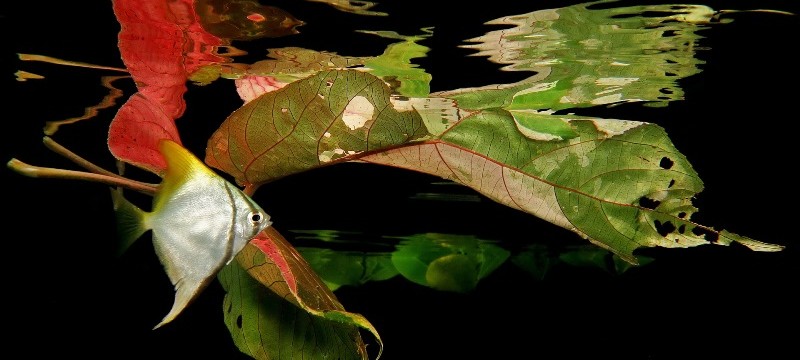 11 Séries Thématiques Bénitier Dor Une Feuille Morte Une Vie Monodactylus Juvénile En Balade Parmis Des Feuilles Mortes De Jack Berthomier 800x360