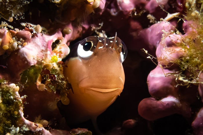 Blennie à Lignes (ecsenius Lineatus)