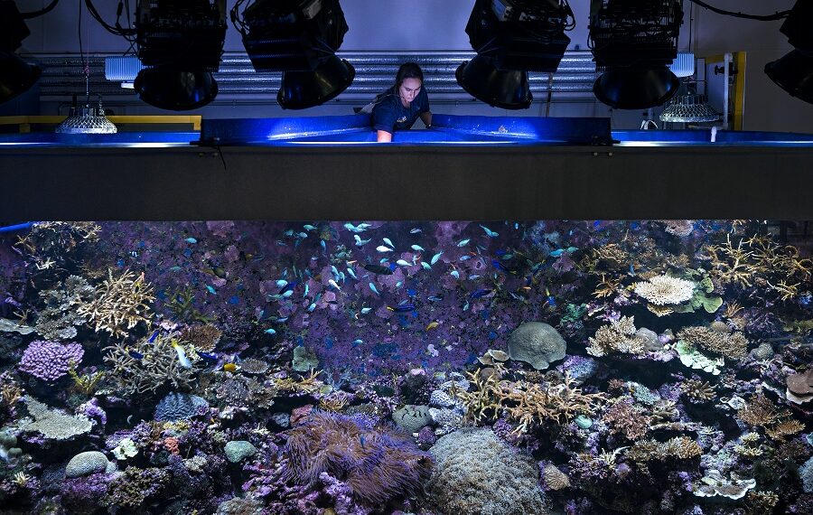 Submerged Conscience