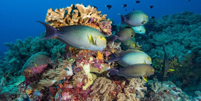 Écosystème marin vibrant avec des poissons colorés et des coraux diversifiés.