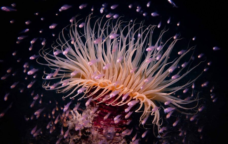 Secondplace Oceancritters Jennifer Johnson United States 900x570