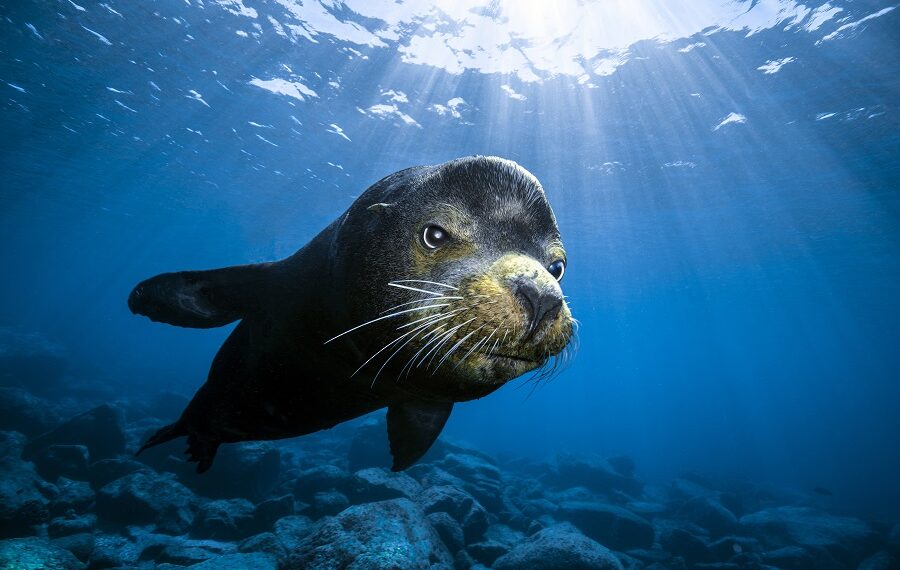 Thirdplace Underwaterseascapes Damir Zurub Croatia 900x570