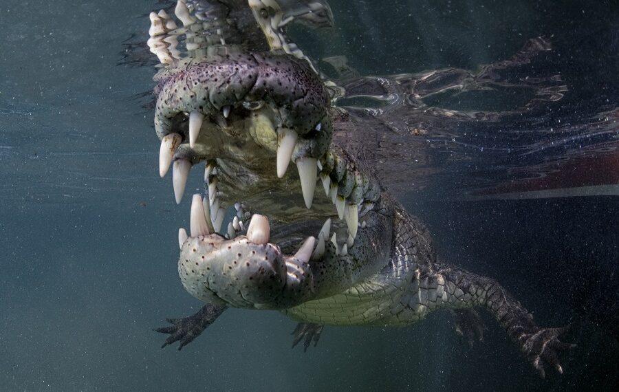 Nicolas Barraque Cuba Jardin De La Reine Decembre 2021 Crocodile De Cuba Crocodylus Rhombifer Nic 0753 900x570