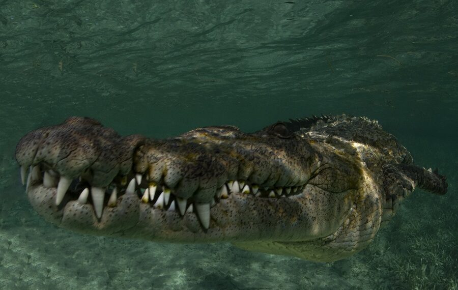 Nicolas Barraque Cuba Jardin De La Reine Decembre 2021 Crocodile De Cuba Crocodylus Rhombifer Nic 1651 900x570