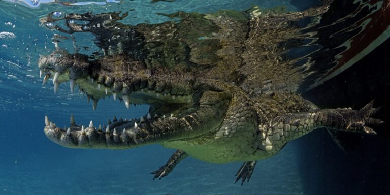 Crocodile nageant sous l'eau, illustrant la faune marine fascinante et diversifiée.