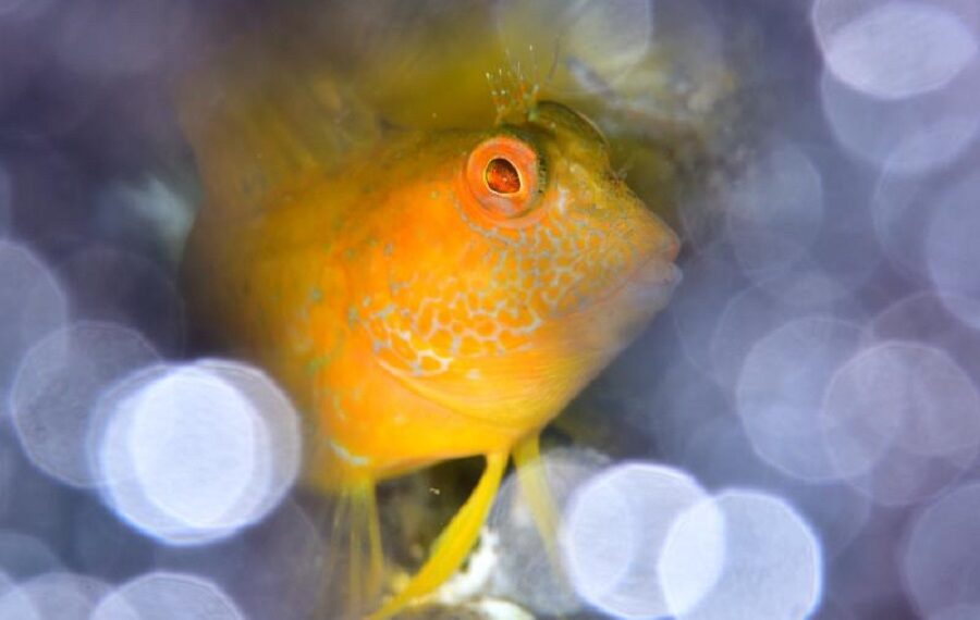 01 Ameeuw 10 2p 8500 Px Poisson 900x570