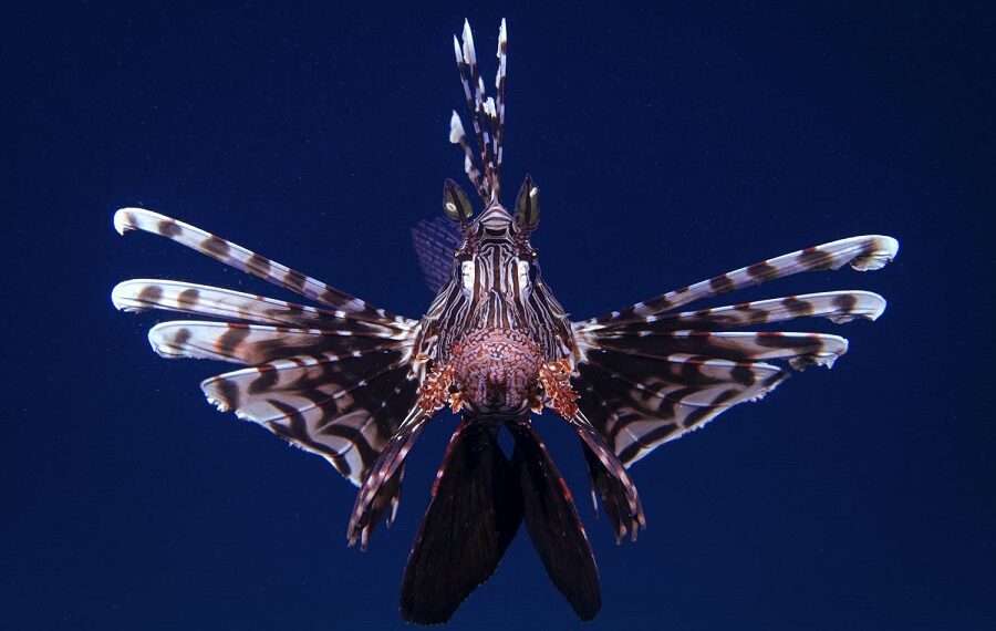 1rst Fish Portrait Dennis Ng Lun 900x570