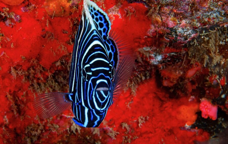 2nd Fish Portrait Didier Pasquini 900x570