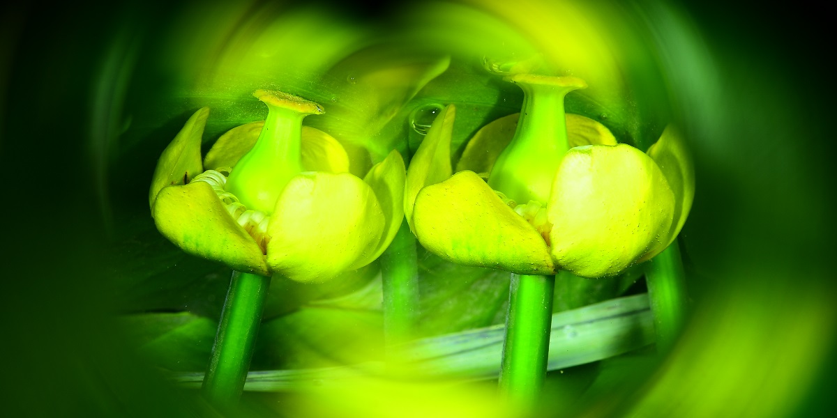 Fleurs marines vibrantes dans un environnement aquatique, illustrant la beauté du monde sous-marin.