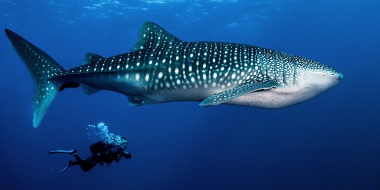 Plongée sous-marine avec un requin baleine majestueux dans l'océan profond.