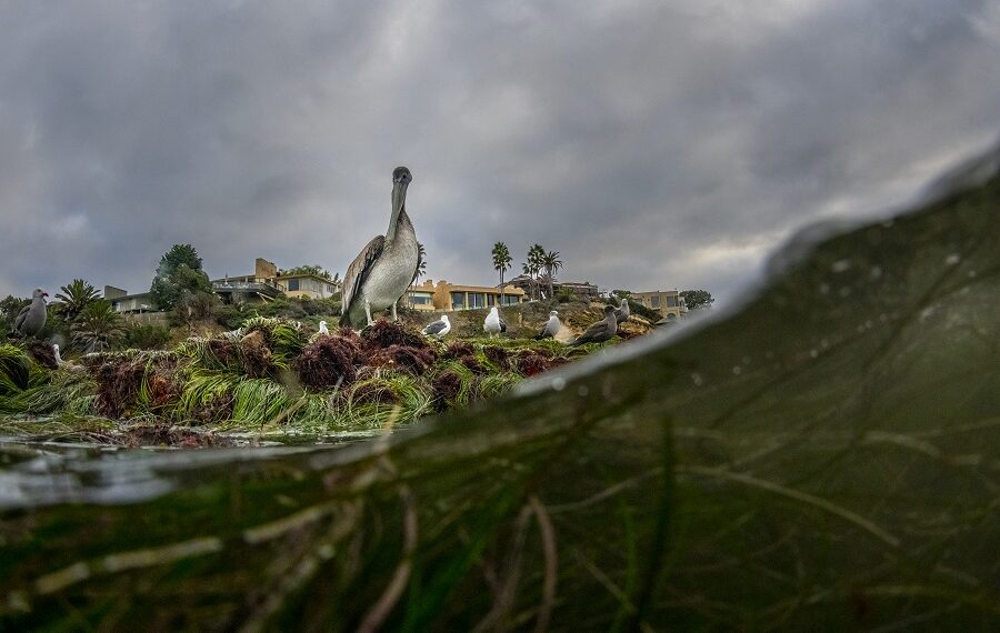 King Tide