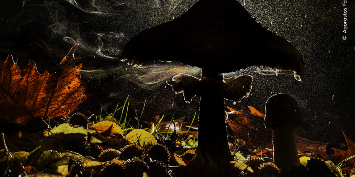 © Agorastos Papatsanis 1 Wildlife Photographer Of The Year 1140x570