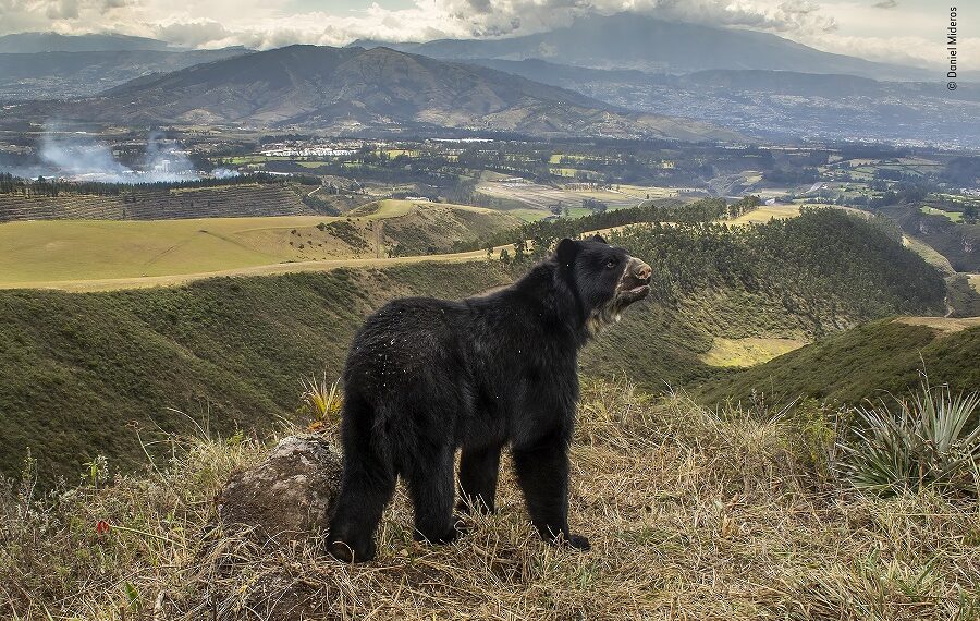 © Daniel Mideros Wildlife Photographer Of The Year 900x570