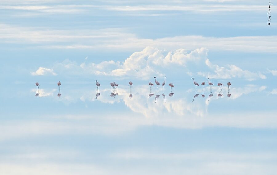 © Junji Takasago Wildlife Photographer Of The Year 900x570