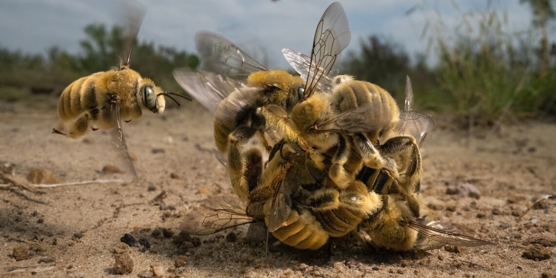 © Karine Aigner 1 Wildlife Photographer Of The Year Couv 1140x570