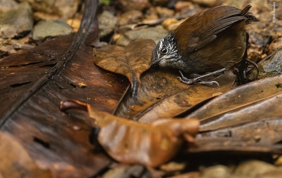 © Nick Kanakis Wildlife Photographer Of The Year 900x570